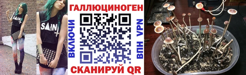 Псилоцибиновые грибы Psilocybine cubensis Морозовск