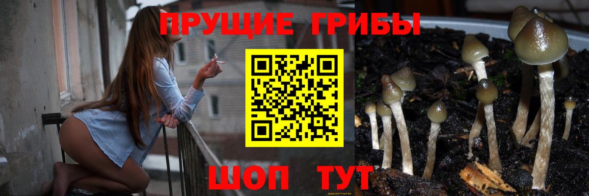 Морозовск  Галлюциногенные грибы Cubensis  Вход с VPN 